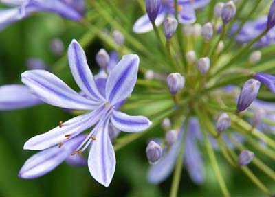 Agapanthus.jpg