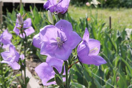 Campanula persiciforia (2).jpg