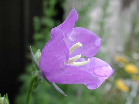 Campanula persiciforia (3).jpg