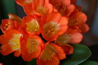 Clivia1.jpg