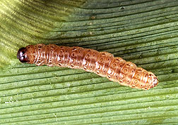 Corn_borer.jpg