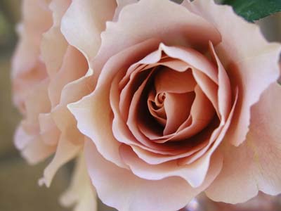 Julia's Rose.jpg