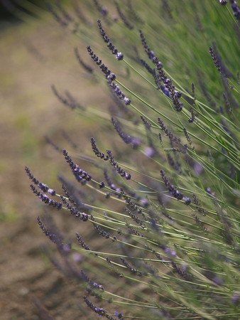 Lavender (9).jpg