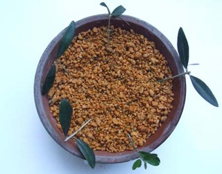 Olive-sasiki (3).JPG