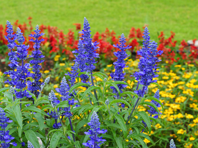 Salvia.jpg