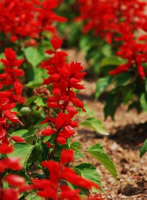Salvia (2).jpg