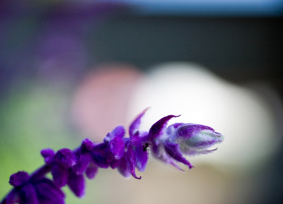 Salvia (3).jpg