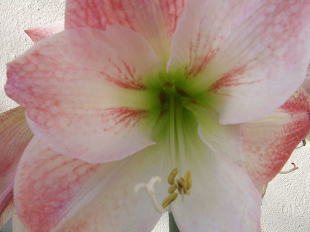 amarylis-flower.jpg