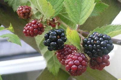 blackberry (1).jpg