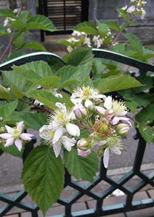 blackberry 0.jpg