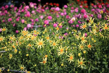 dahliaF (4).jpg