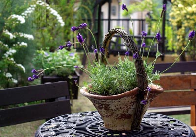 garden.jpg