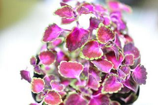 himecoleus.jpg