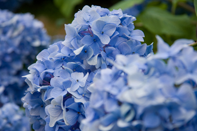 hydrangeaB.jpg