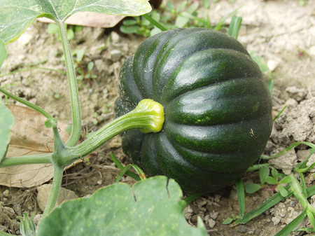 kabotya-05bc9-thumbnail2.jpg
