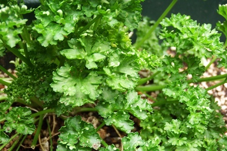 parsley1.JPG