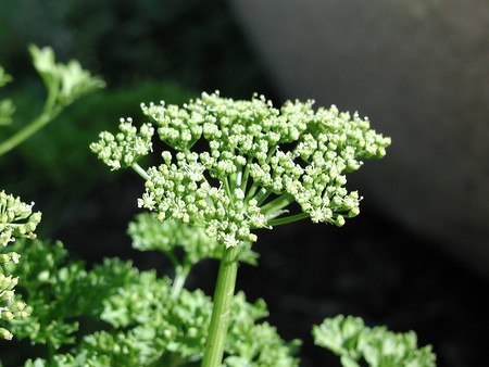 parsley (2).jpg