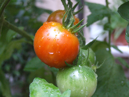 tomato (1).JPG
